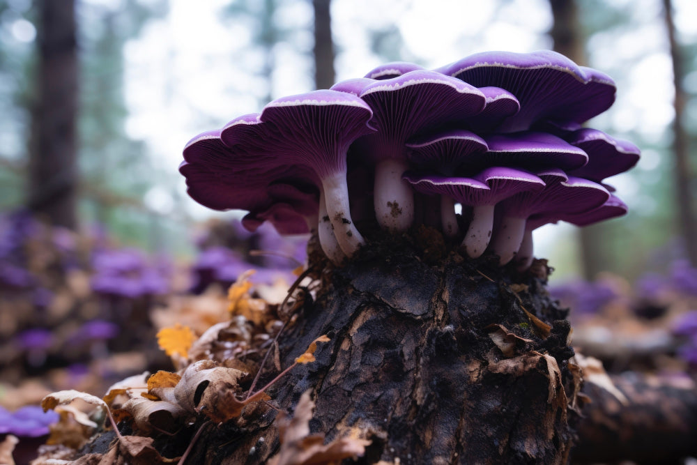 Magic Mushrooms: Benefits, Risks, and Safe Use Guide