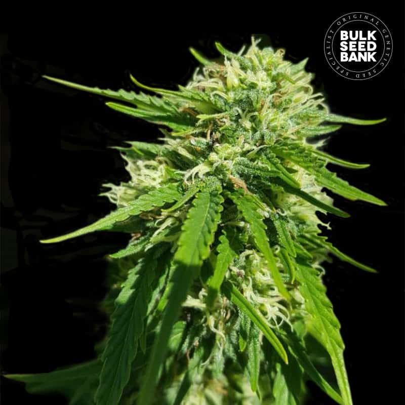 CBD GOOD WILD SHARK Canapuff