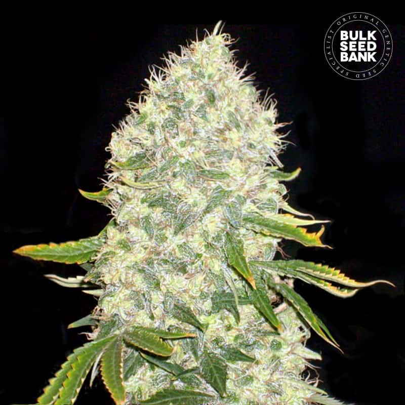 white widow